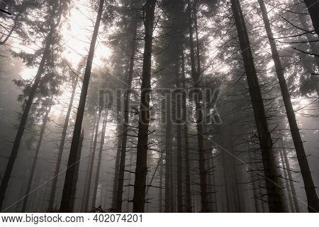 Tall Conifer Trees In Forest On Misty Day In Rhoen