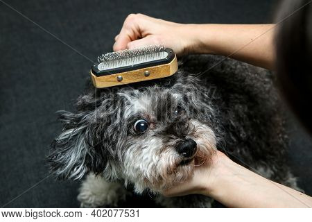 The Cute Curly Dog Is Being Combed By His Owner And Is Looking Funny.