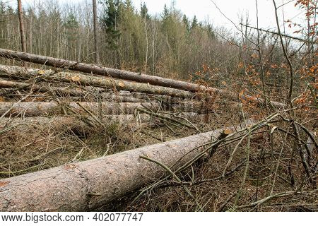 The Trees Are Lying On The Ground In The Forest. Symbol For Lumber Industry Or Care For The Forest W