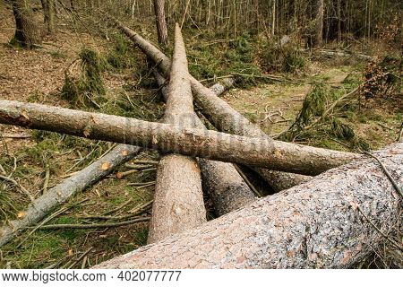 The Trees Are Lying On The Ground In The Forest. Symbol For Lumber Industry Or Care For The Forest W