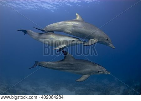 Group Of 3 Dolphins (tursiops Aduncus) Swimming In The Open Sea