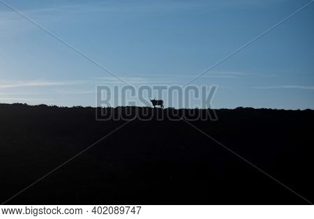 Isolated Cachena Cattle Cow Bull Barrosa Bos Taurus Animal Breed Long Horn Race Flat Grass Farm Nort