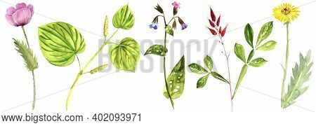 Watercolor Drawing Medicinal Plants , Hand Drawn Illustration