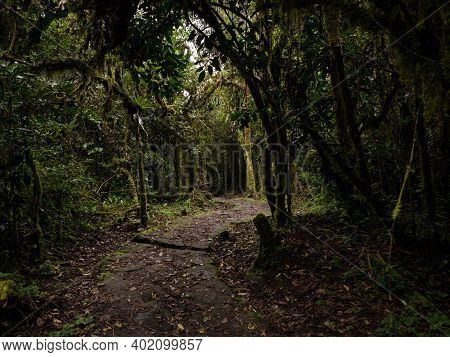 Stone Hiking Trail Path In Tropical Rainforest Leading To Catarata Del Gocta Waterfall In Amazonas N
