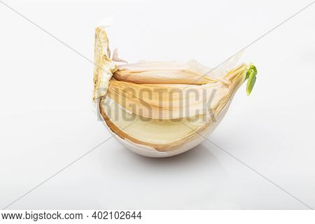 Single Garlic Bulb With Green Germ Against A White Background