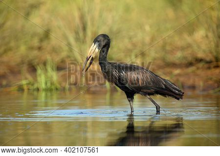 The African Openbill (anastomus Lamelligerus) Quest For Prey In A Shallow Lagoon With Water Drops In