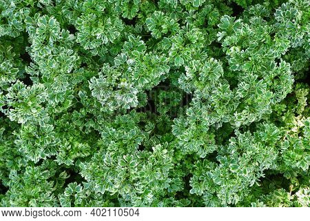 Abstract Leaves Of Polyscias Sp. Or Ming Aralia For Background