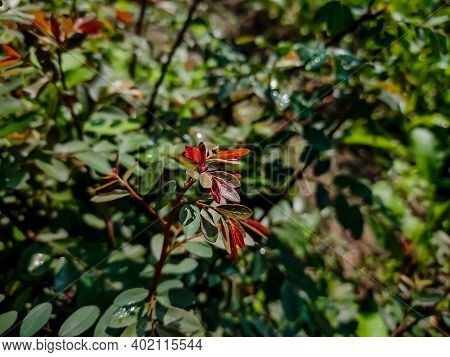 Breynia Vitis-idaea, The Officinal Breynia, Is A Perennial Tree-like Species Of Phyllanthaceae, Foun