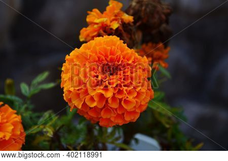 Close-up Of A Blooming Marygold In The Garden