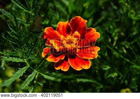 Close-up Of A Blooming Marygold In The Garden