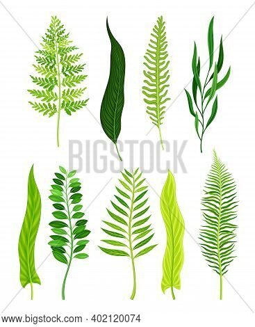 Green Fern As Vascular Plant With Stem And Complex Leaves Vector Set
