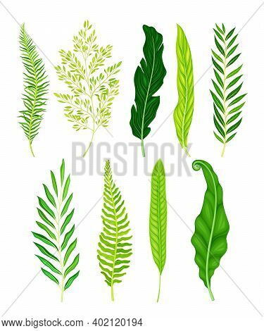 Green Fern As Vascular Plant With Stem And Complex Leaves Vector Set
