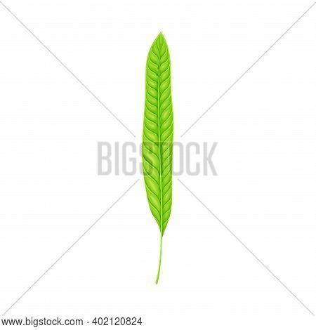 Fern Or Frond Leaf With Erect Stem Vector Illustration