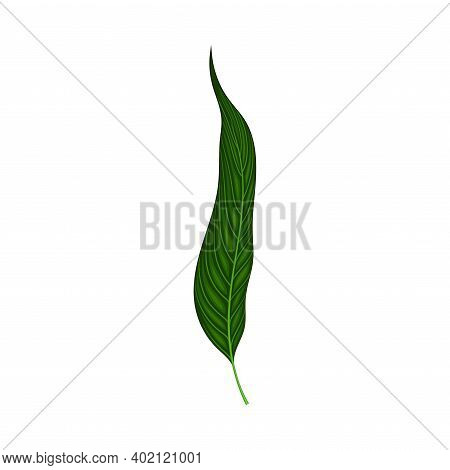 Fern Or Frond Leaf With Erect Stem Vector Illustration