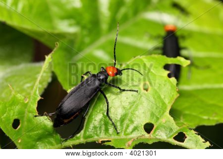 Coleoptera Bille