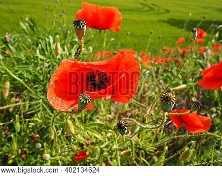 Bright Red Poppy Flower With Green Field Behind Grat Nature Outdoors Background Image