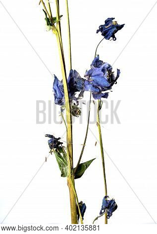 Isolated Catchment Close Up On A White Background Dry Flower With Crumpled Parts Of Dry Leaves And P