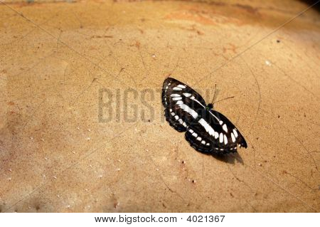 Butterfly On Pot