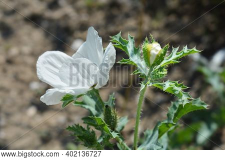 Prickly Poppy White Flower - Latin Name - Argemone Platyceras