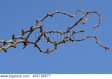Larch Diana Branch With Buds - Latin Name - Larix Kaempferi Diana