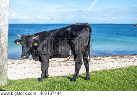 Cow At St Johns Point Beach In County Donegal - Ireland