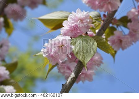 Japanese Flowering Cherry Kanzan - Latin Name - Prunus Serrulata Kanzan