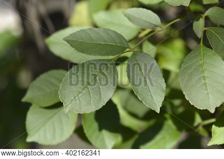 Flowering Ash Leaves - Latin Name - Fraxinus Ornus