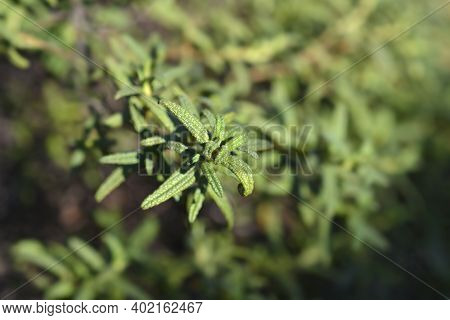 Narrow-leaved Cistus Leaves - Latin Name - Cistus Monspeliensis
