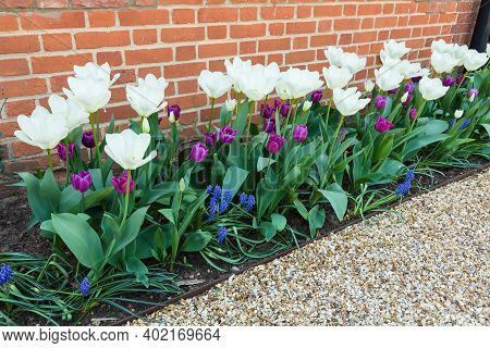 Spring Flowers In A Border In A Garden, Tulips And Muscari Flower Bulbs In Bloom, Uk