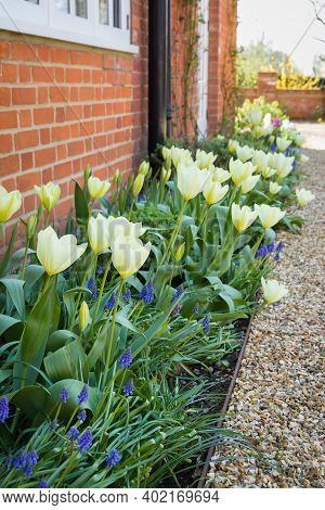 Spring Flowers In A Border In A Garden, Tulips And Muscari Flower Bulbs In Bloom, Uk