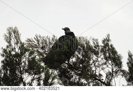 Andean Black Vulture Coragyps Atratus Foetens New World Vulture Black Bird In Treetop Guatape Colomb