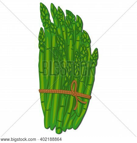 Fresh Green Asparagus Vegetable Stalks Tied In A Bundle Isolated On White. Healthy Food, Vegetables 