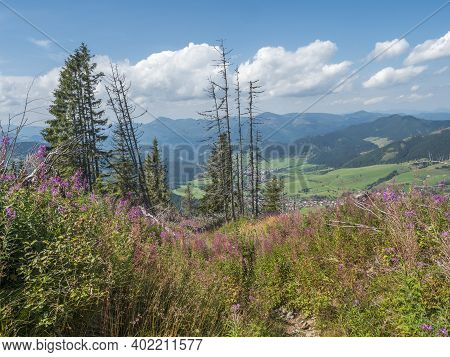 View On Village Liptovska Luzna With Pink Blooming Flowers At Foothills Of Low Tatras Mountains With