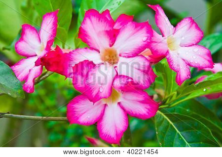 Bellissimi fiori rosa e verde erba