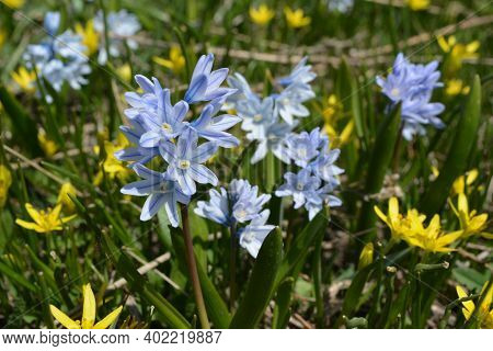 Bloom Of Wild Blue Hyacinths Near The Ruins Of Amberd Fortress In Spring In Armenia