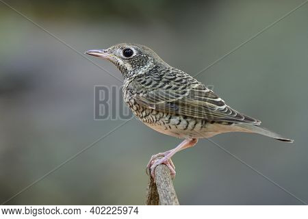 Black And White Mix With Brown Feathers In Camouflage Bird Perching On Thin Branch, Female White-thr