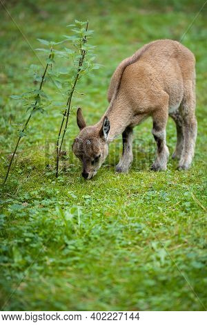 Carpa Falconeri Heptner. Turkmenian Markhor Unique Species Of Goat Found In The Mountains. Young Goa