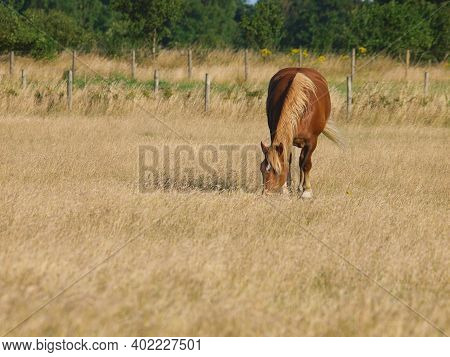 A Rare Breed Suffolk Punch Horse In A Paddock Of Long Grass.