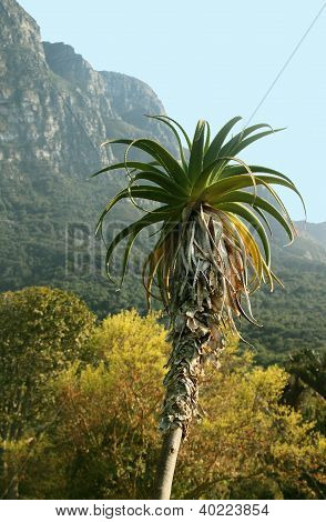 Kirstenbosch National Botanical Garden, Cape Town, South Africa