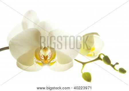 Orchidej