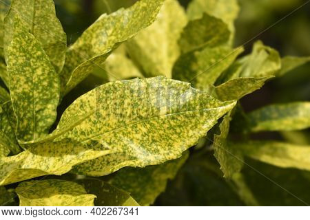 Japanese Laurel Leaves - Latin Name - Aucuba Japonica