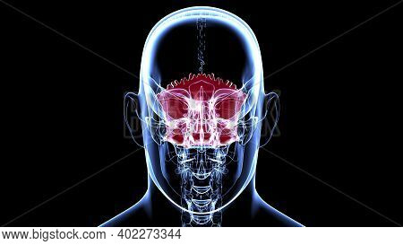 Human Skeleton Skull Occipital Bone Anatomy For Medical Concept