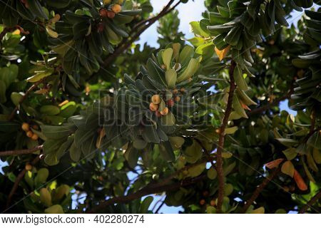 Mimusops Plant Fruit