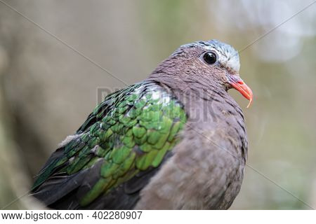 Adult Gray Capped Emerald Dove Is Perched High Above On A Tree Branch