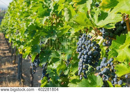 Vineyards In Summer Harvest. Large Bunches Of Red Wine Grapes In Sunny Weather.