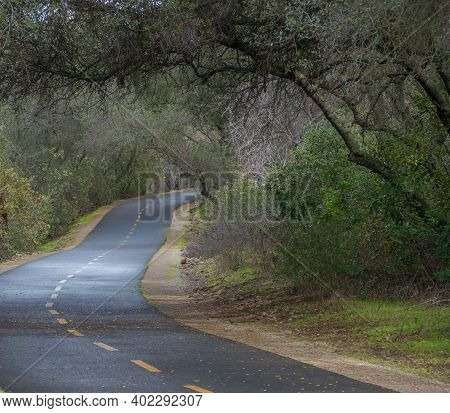 Jedediah Smith Memorial Trail After Rain In Winter