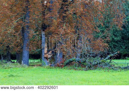 Old Fallen Soliter Trees On A Green Field
