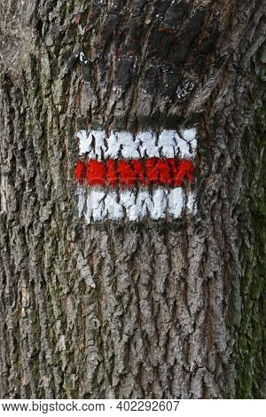Tourist Sign Painted On The Bark Of A Tree In The Czech Republic.