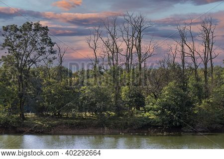 The River Behind Which Are Trees. The Trees Are Tall And Some Are Dry. The Background Is A Beautiful