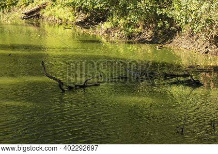 A Pond In Which There Is A Fallen Tree.